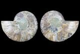Cut & Polished Ammonite Fossil - Agatized #82274-1